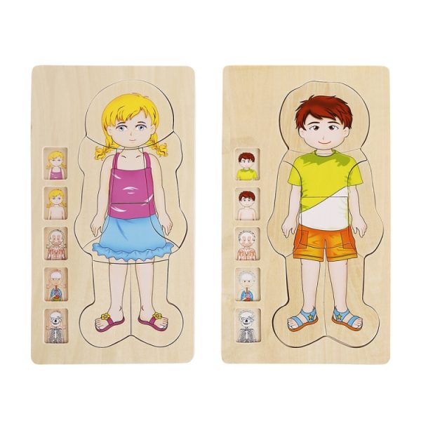 Onshine Five-Layer Human Body Structure Puzzle Wooden Puzzles For Children - Image 4