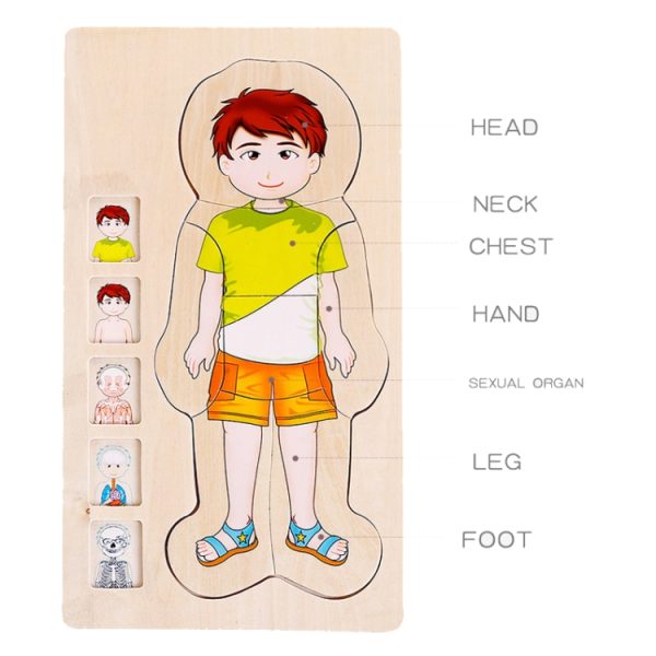 Onshine Five-Layer Human Body Structure Puzzle Wooden Puzzles For Children - Image 5