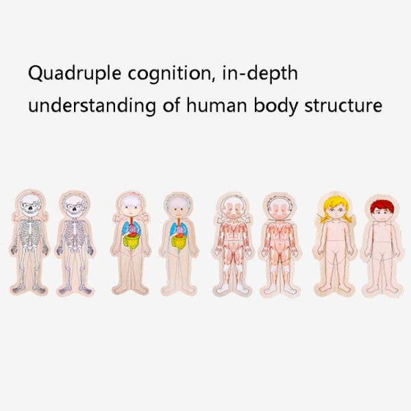 Onshine Five-Layer Human Body Structure Puzzle Wooden Puzzles For Children - Image 6
