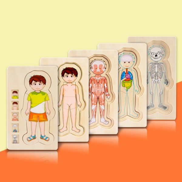 Onshine Five-Layer Human Body Structure Puzzle Wooden Puzzles For Children - Image 8