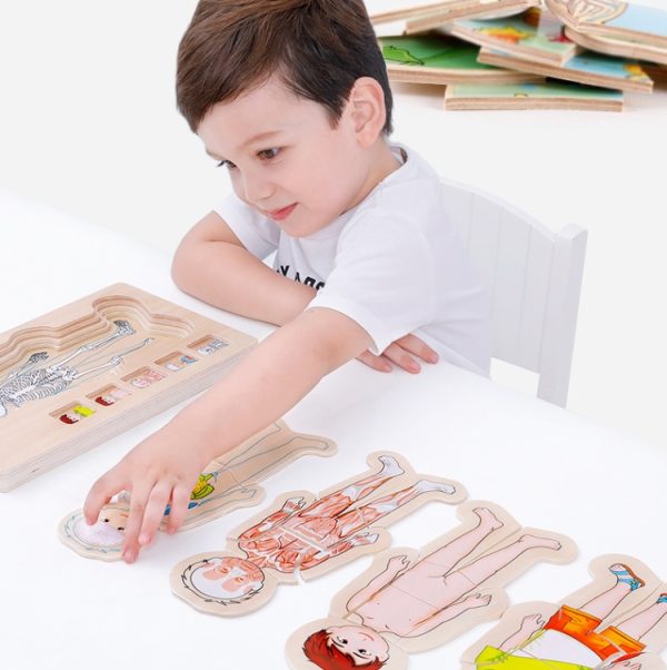 Onshine Five-Layer Human Body Structure Puzzle Wooden Puzzles For Children - Image 9